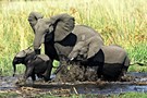 Kenya - Nairobi, Combiné circuit et hôtel Safari Terre Sauvage et Hotel Indian Ocean Beach Club  4*