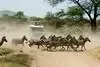 Combiné circuit et hôtel Safari Terre Sauvage et Hotel Travellers Beach  4* Nairobi Kenya