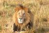 lions