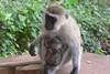 singe
