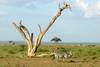 Kenya - Nairobi, Combiné circuit et hôtel Safari Kifaru + Séjour au Diani Sea 3* sup