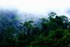 foret