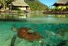 INTERCONTINENTAL MOOREA - Des Iles des Ailes - 2 Iles - Tahiti/Moorea