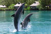 Dolphin Center