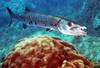 barracuda