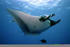 raie manta