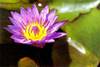 nénuphar