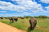 Combiné circuit et hôtel Safari de Charme en Tanzanie + balnéaire à Zanzibar en hôtel 4* Charme Kilimanjaro Tanzanie