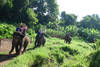 Camp d'éléphants