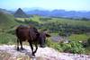 Vietnam Premieres Extension Cambodge