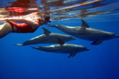 Egypte - Marsa Alam, Croisière Découverte Dauphins