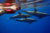Croisière Découverte Dauphins Marsa Alam Egypte