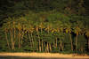 Bequia