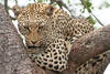 Afrique Du Sud - Johannesbourg, Combiné circuit et hôtel Mopaya Experience
