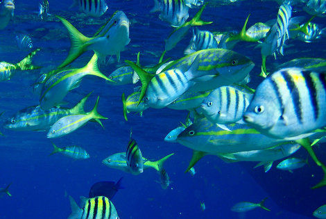Plongée Bahamas