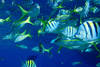 Bahamas - Nassau, Hôtel Small Hope Bay Lodge 2*