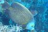 Poisson ange