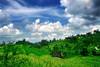Bali rizières