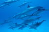 dauphins