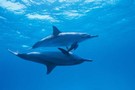 Egypte - Hurghada, Croisière Dans le Sillage des Dauphins 5*