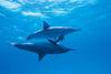 Nos bons plans vacances Mer rouge
