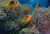 poissons clown