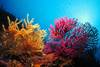Hôtel Blue Reef Resort 4* Marsa Alam Egypte