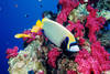 Egypte - Marsa Alam, Club Maxi Club Three Corner Triton Sea Beach Resort 4*