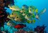 Egypte - Marsa Alam, Club Maxi Club Three Corner Triton Sea Beach Resort 4*