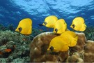 Egypte - Marsa Alam, Hôtel Blue Reef Resort 4*