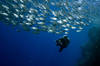 Egypte - Sharm El Sheikh, Hôtel Royal Grand Sharm 5*