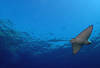 Egypte - Sharm El Sheikh, Hôtel Three Corners Palmyra Resort 4*