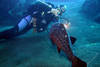 plongeur photographiant la faune sous-marine