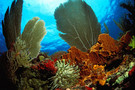 Guadeloupe - Pointe A Pitre, Résidence hôtelière CARAIBES BONHEUR 4*