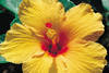 Hibiscus jaune