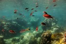 Guadeloupe - Pointe A Pitre, Résidence hôtelière CARAIBES BONHEUR 4*