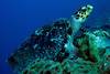 Guadeloupe