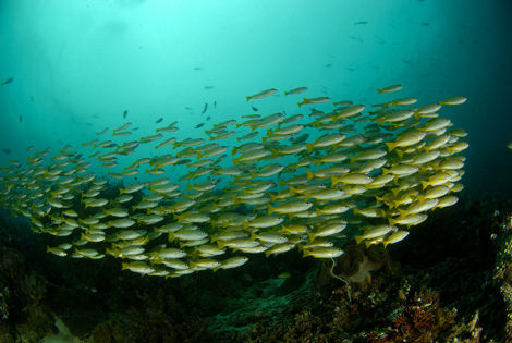 Ban de poissons