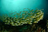 Ban de poissons