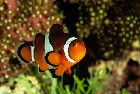 Poisson clown