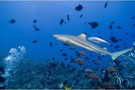 Maldives - Male, Hôtel Fihalhohi Resort 3* sup