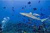 requin