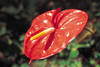 Anthurium