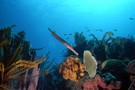 Martinique - Fort De France, Résidence hôtelière Mercure Diamant 3*