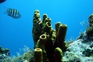 Martinique - Fort De France, Résidence hôtelière Diamant Beach 2*