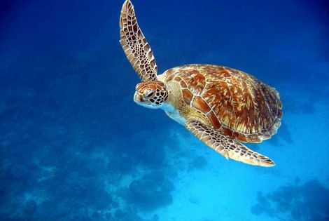 Tortue