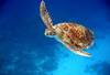 Tortue