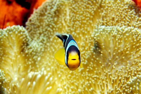 Poisson clown