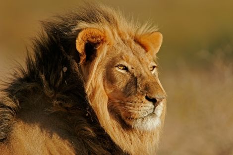 Afrique Du Sud-Johannesbourg, Autotour Johannesburg et le parc Kruger