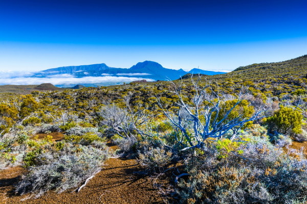 Reunion : Autotour Terre d'Ananas